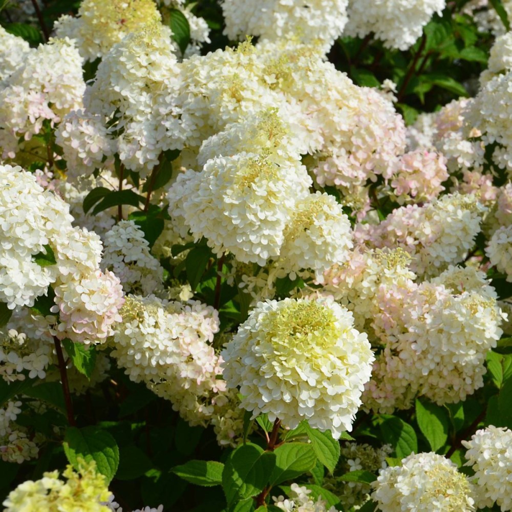Садовые кусты с белыми цветами фото и названия