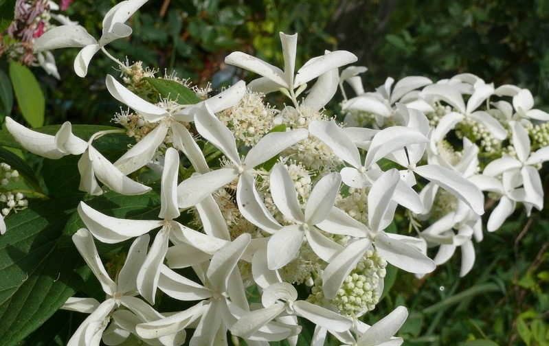 Гортензия метельчатая Грейт Стар (Hydrangea paniculata Great Star) - Сад  удачи, интернет-магазин садовых растений