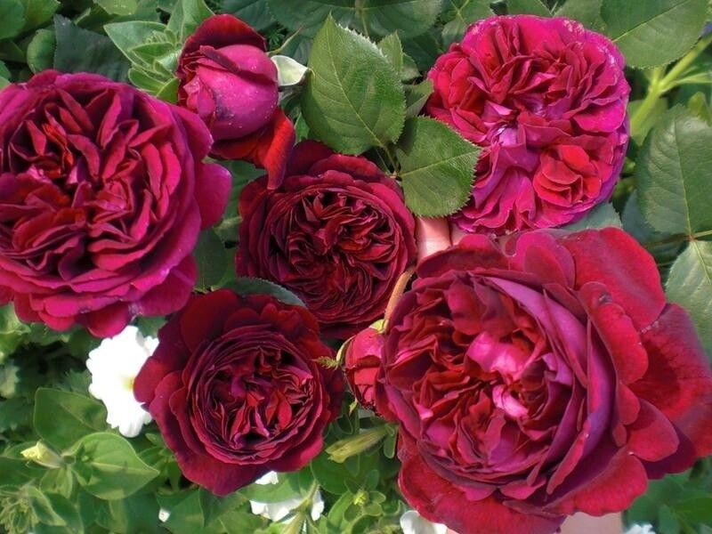 Эрик Табарли ( ERIK TABARLY) Роза плетистая - Сад удачи, интернет-магазин садовых растений