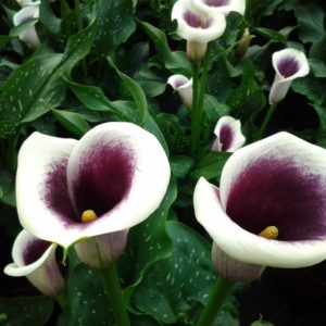 Архивы Канна и калла - Сад удачи, интернет-магазин садовых растений